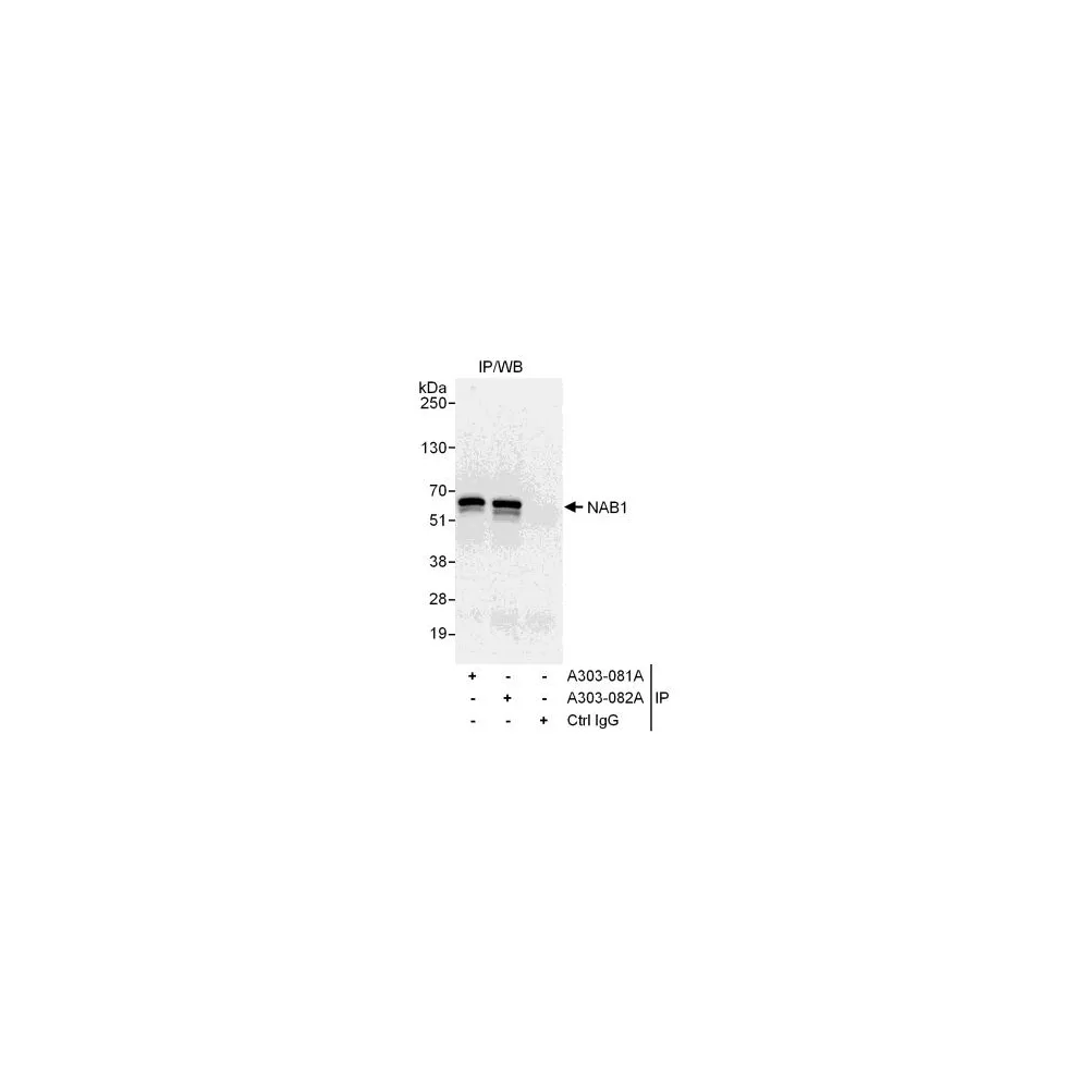 Rabbit anti-NAB1 Antibody, Affinity Purified
