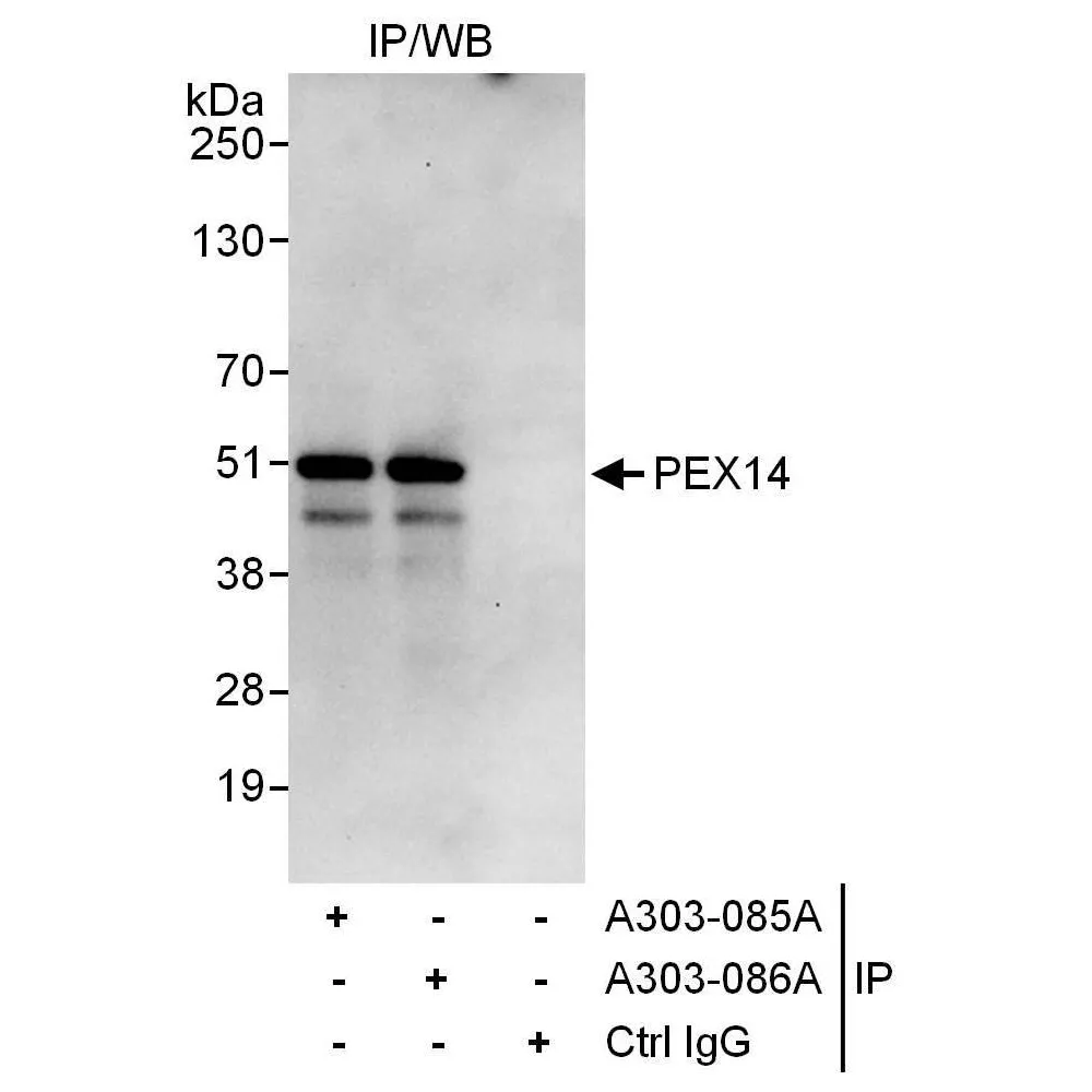 Rabbit anti-PEX14 Antibody, Affinity Purified