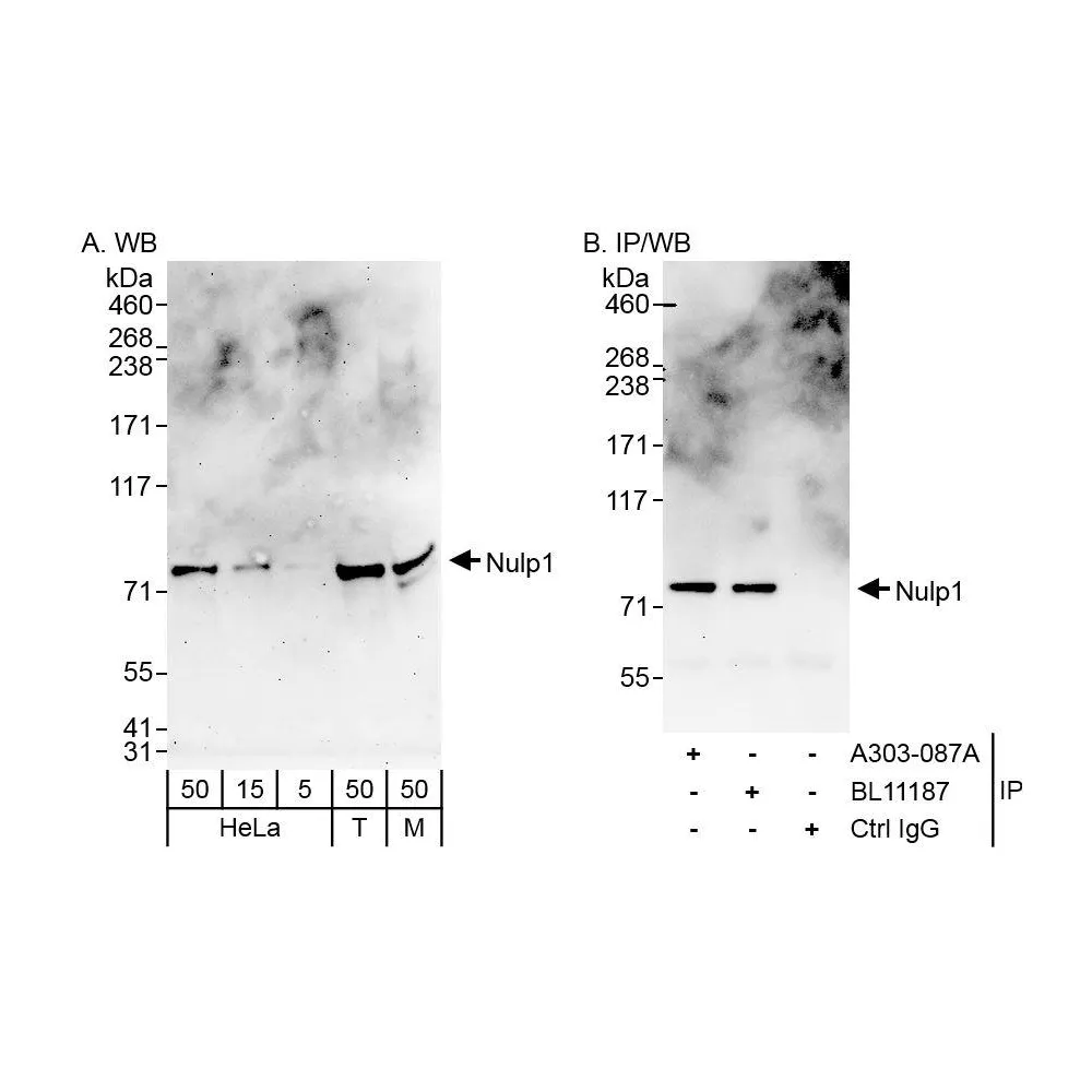 Rabbit anti-Nulp1 Antibody, Affinity Purified