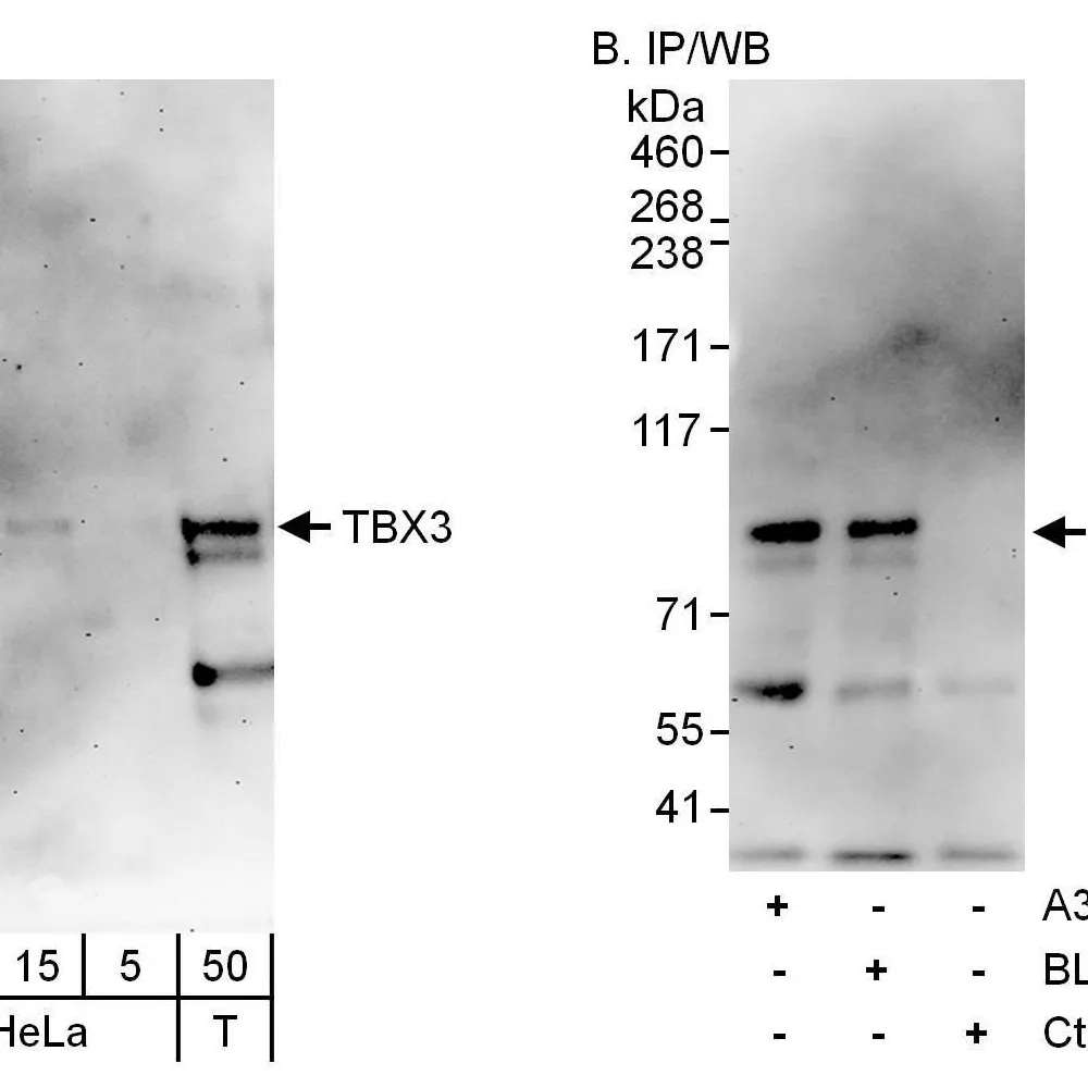 Rabbit anti-TBX3 Antibody, Affinity Purified
