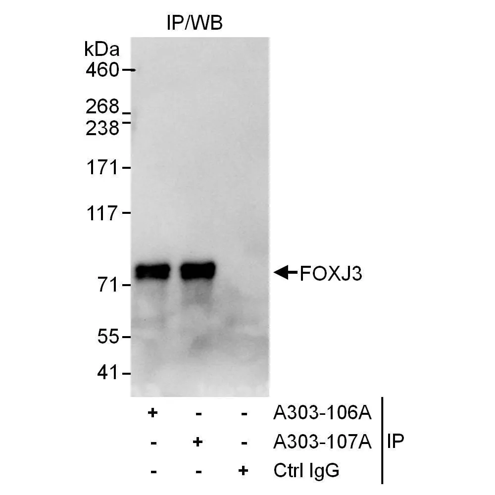 Rabbit anti-FOXJ3 Antibody, Affinity Purified