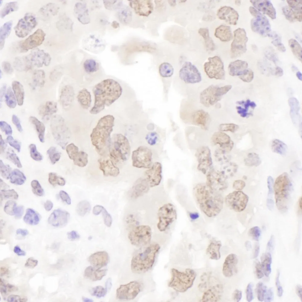 Rabbit anti-HEXIM1 Antibody, Affinity Purified
