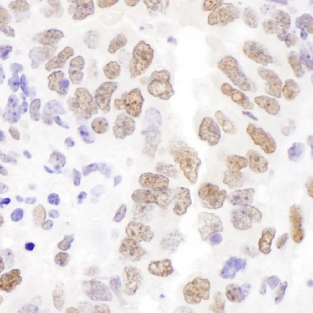 Rabbit anti-HEXIM1 Antibody, Affinity Purified