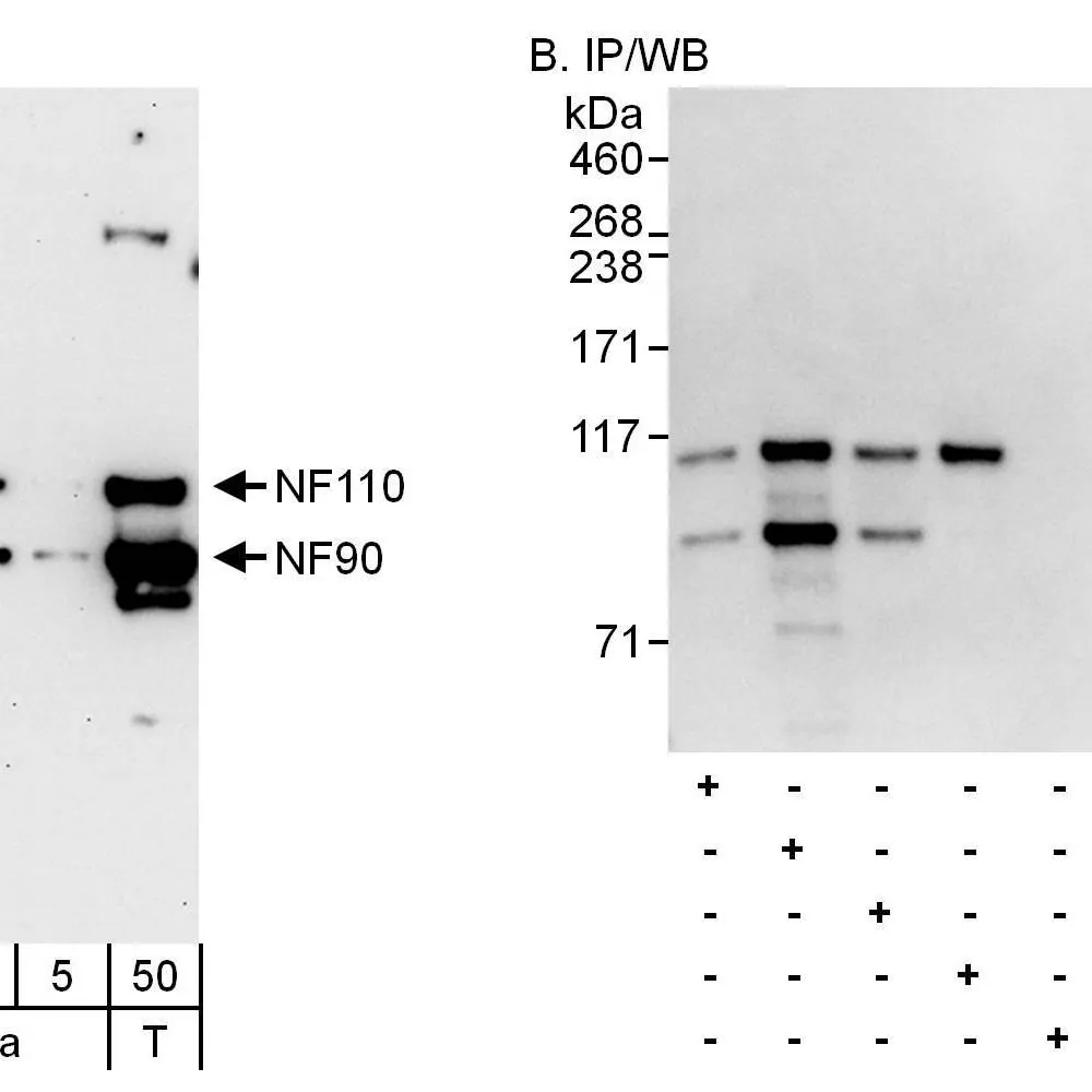 Rabbit anti-NF90/NF110 Antibody, Affinity Purified
