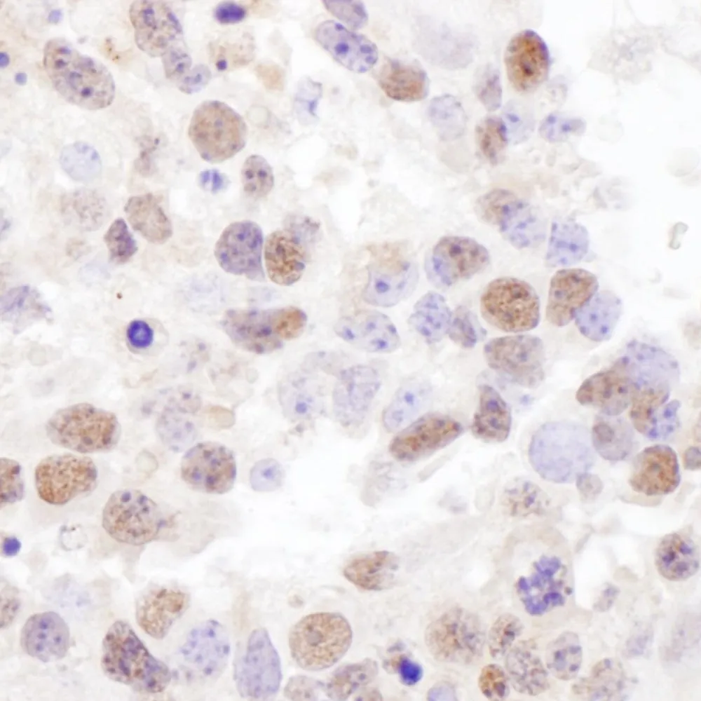 Rabbit anti-NF90/NF110 Antibody, Affinity Purified