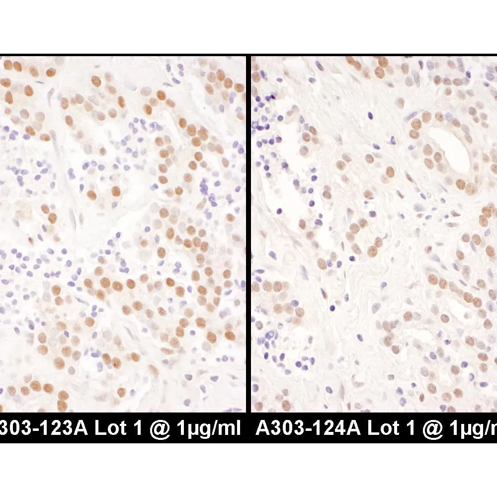 Rabbit anti-NFIC Antibody, Affinity Purified