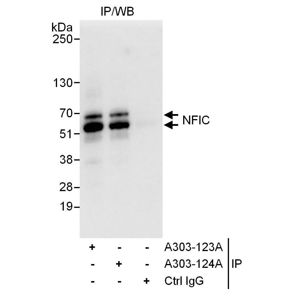 Rabbit anti-NFIC Antibody, Affinity Purified
