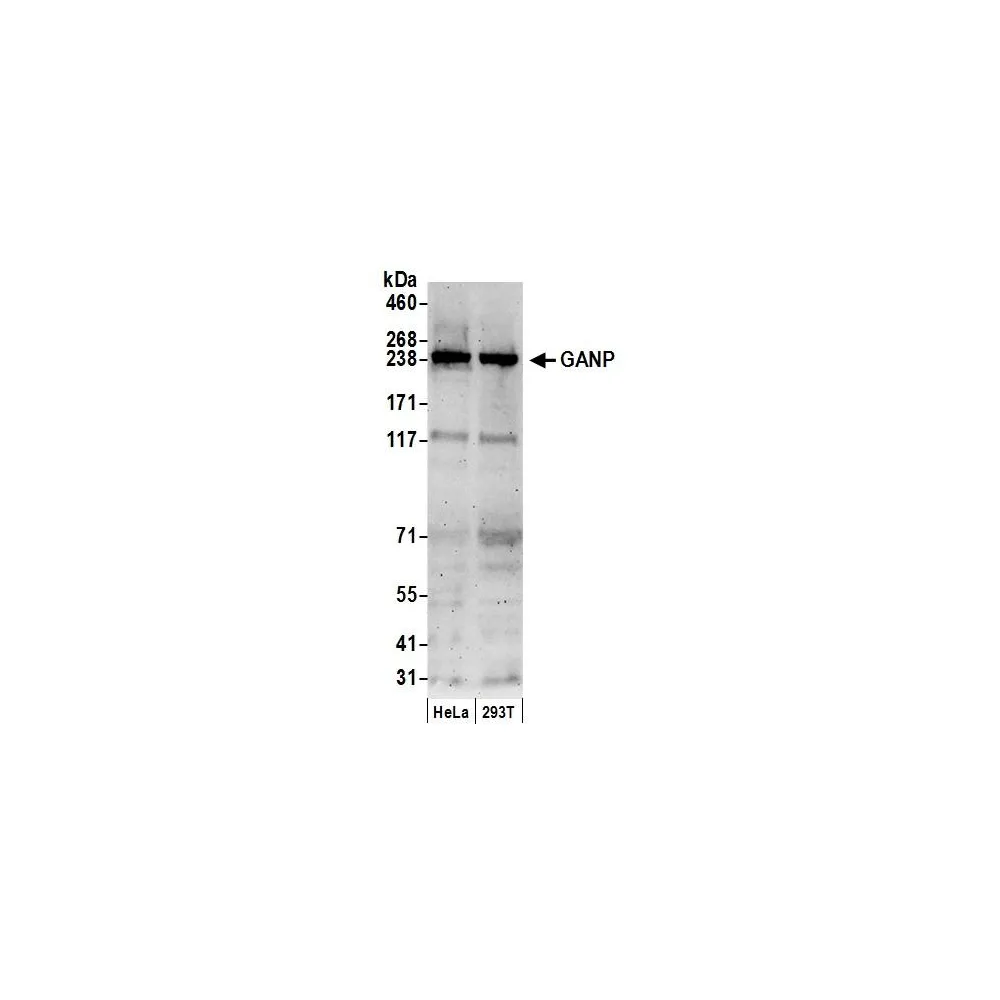 Rabbit anti-GANP Antibody, Affinity Purified