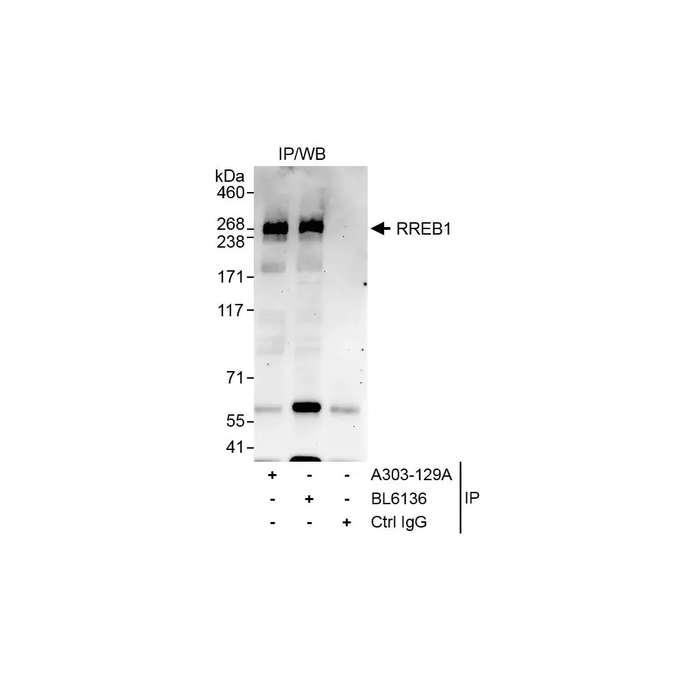 Rabbit anti-RREB1 Antibody, Affinity Purified
