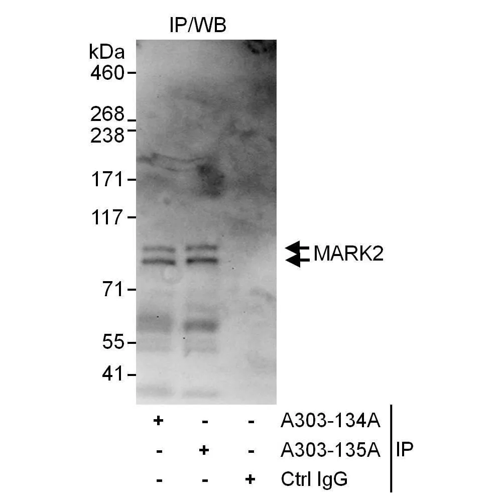 Rabbit anti-MARK2 Antibody, Affinity Purified