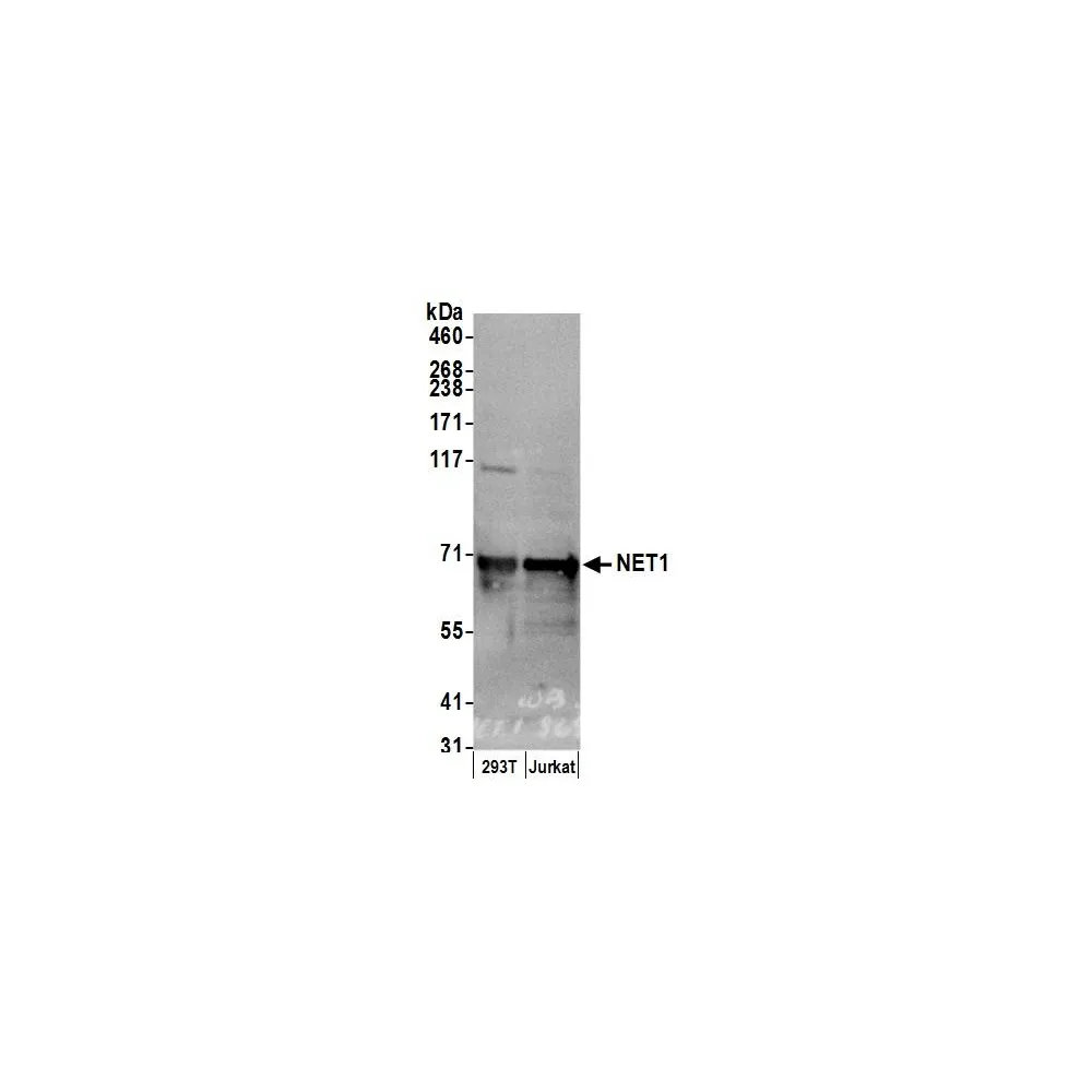 Rabbit anti-NET1 Antibody, Affinity Purified