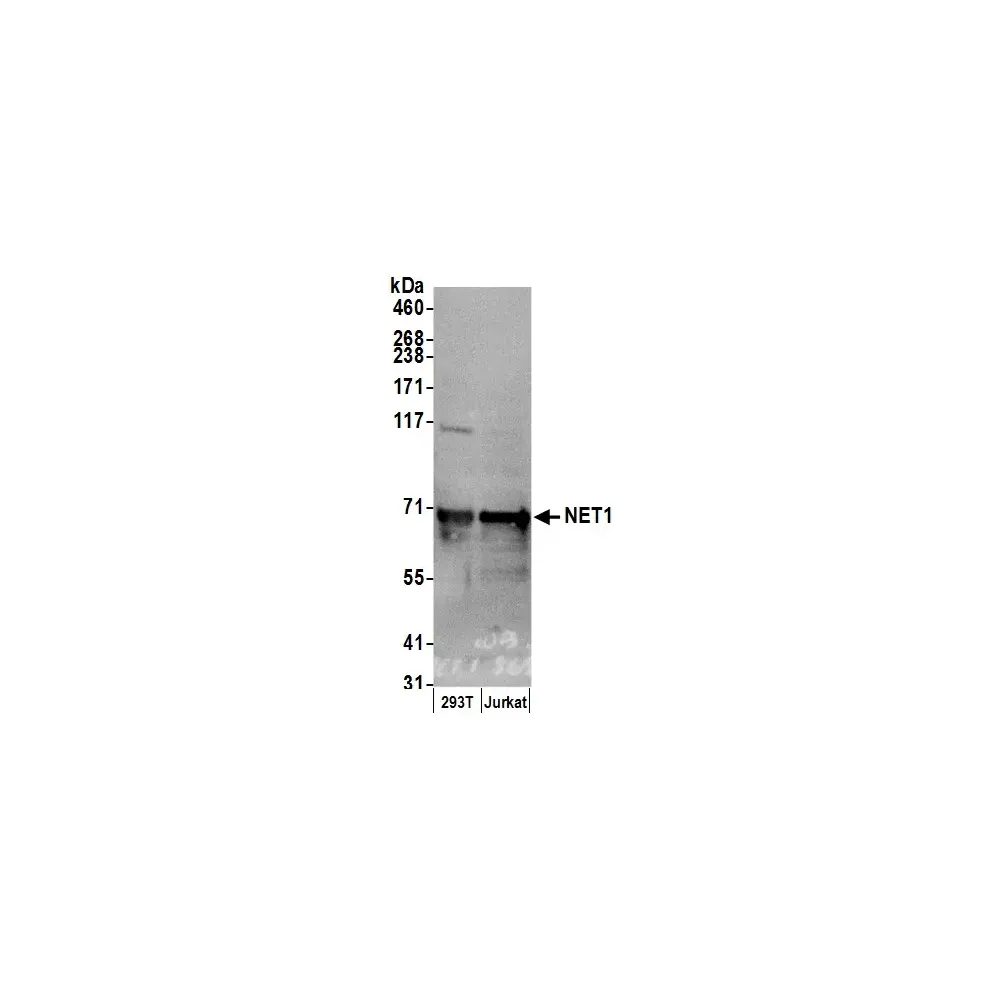 Rabbit anti-NET1 Antibody, Affinity Purified