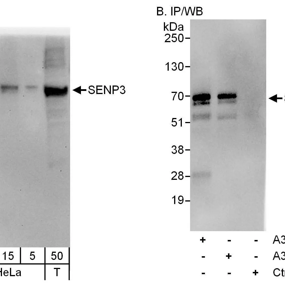 Rabbit anti-SENP3 Antibody, Affinity Purified
