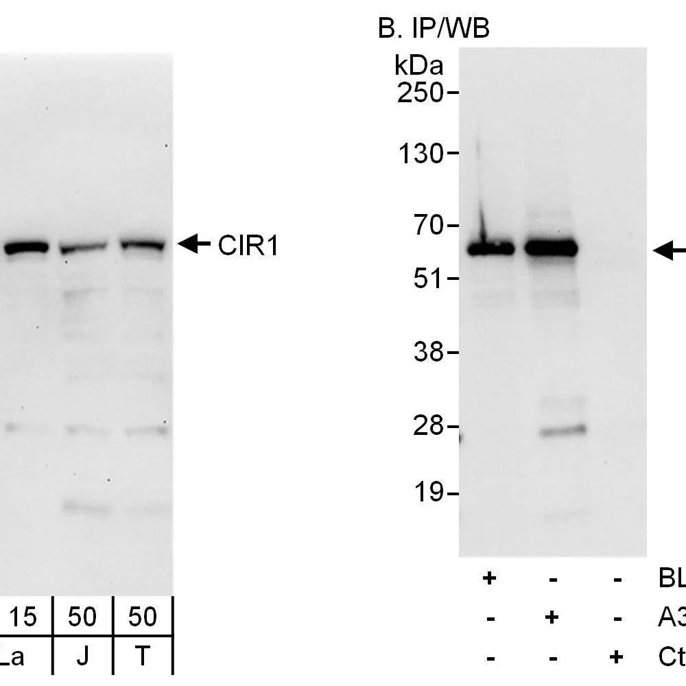Rabbit anti-CIR1 Antibody, Affinity Purified