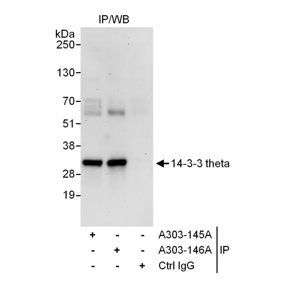 Rabbit anti-14-3-3 theta Antibody, Affinity Purified