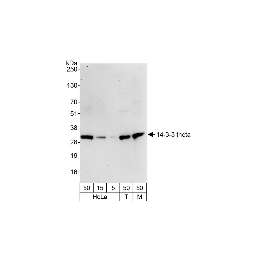 Rabbit anti-14-3-3 theta Antibody, Affinity Purified