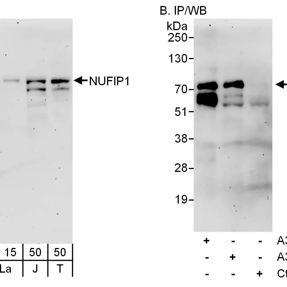 Rabbit anti-NUFIP1 Antibody, Affinity Purified