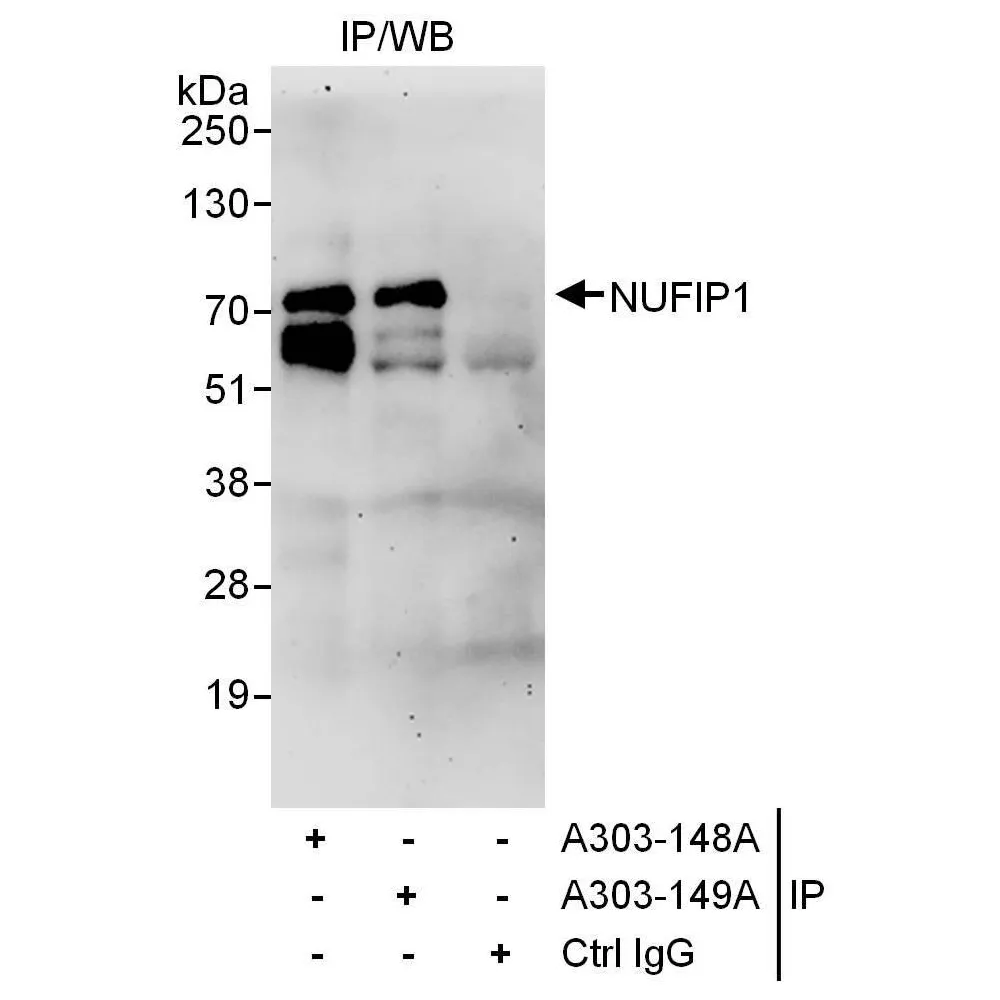 Rabbit anti-NUFIP1 Antibody, Affinity Purified