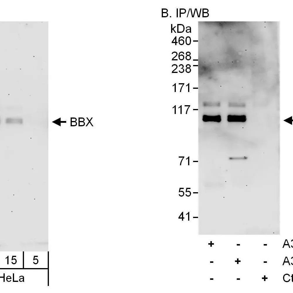 Rabbit anti-BBX Antibody, Affinity Purified