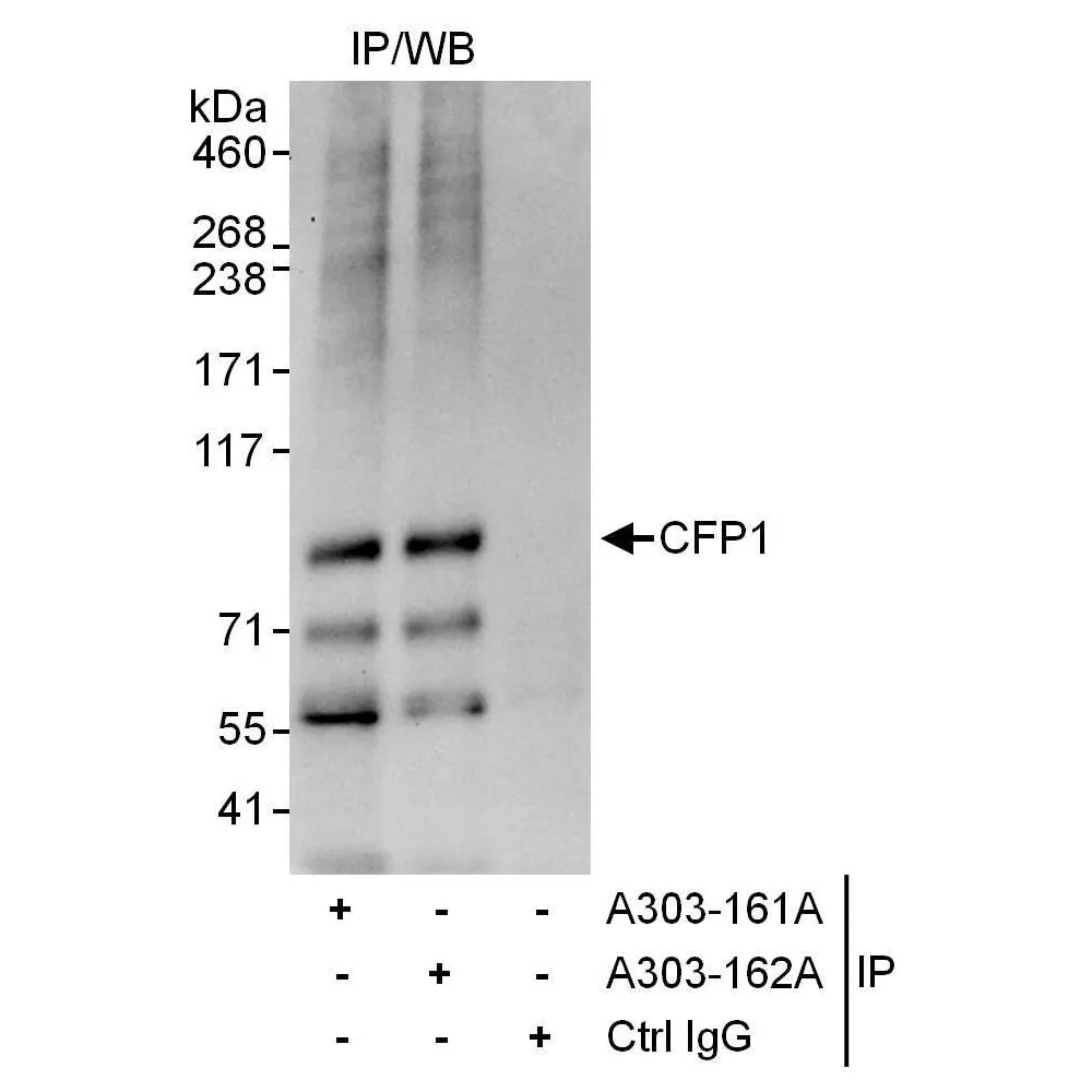 Rabbit anti-CFP1 Antibody, Affinity Purified