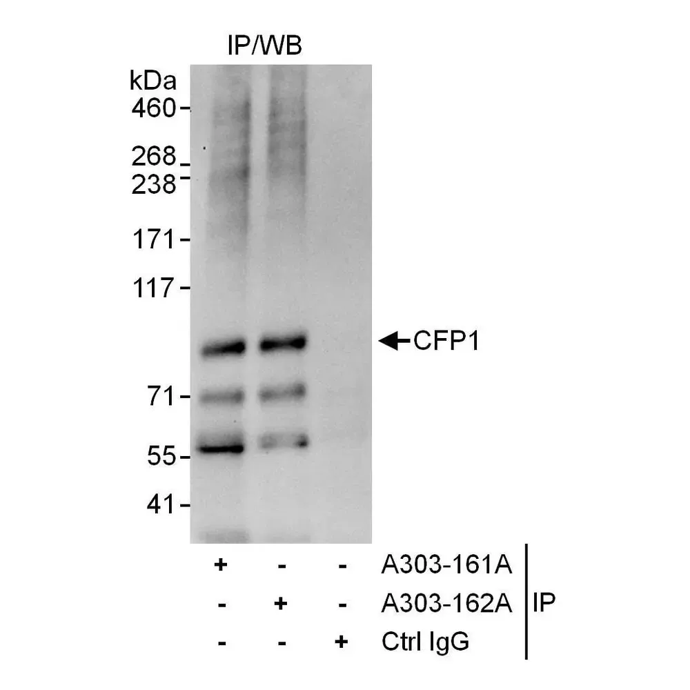 Rabbit anti-CFP1 Antibody, Affinity Purified