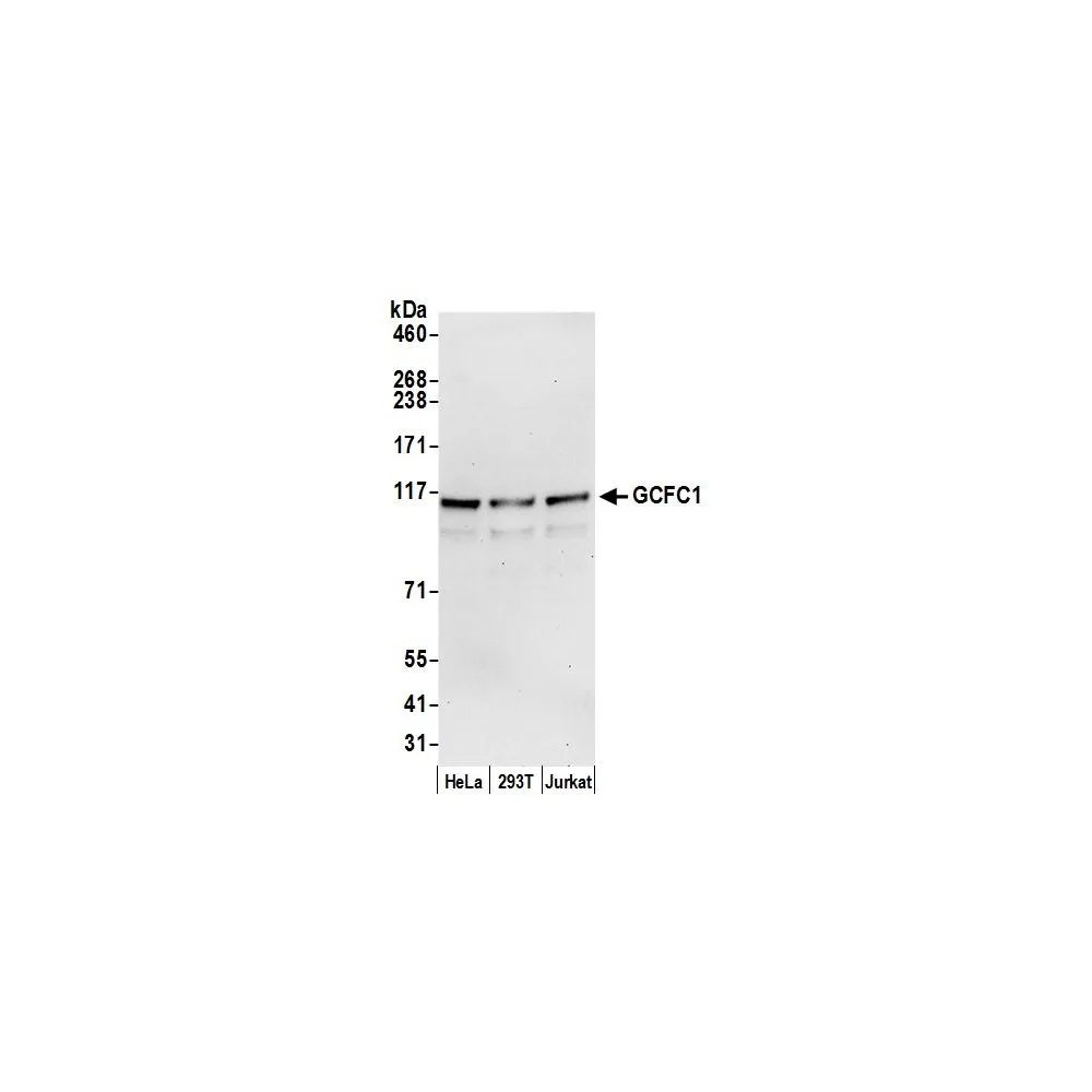 Rabbit anti-GCFC1 Antibody, Affinity Purified