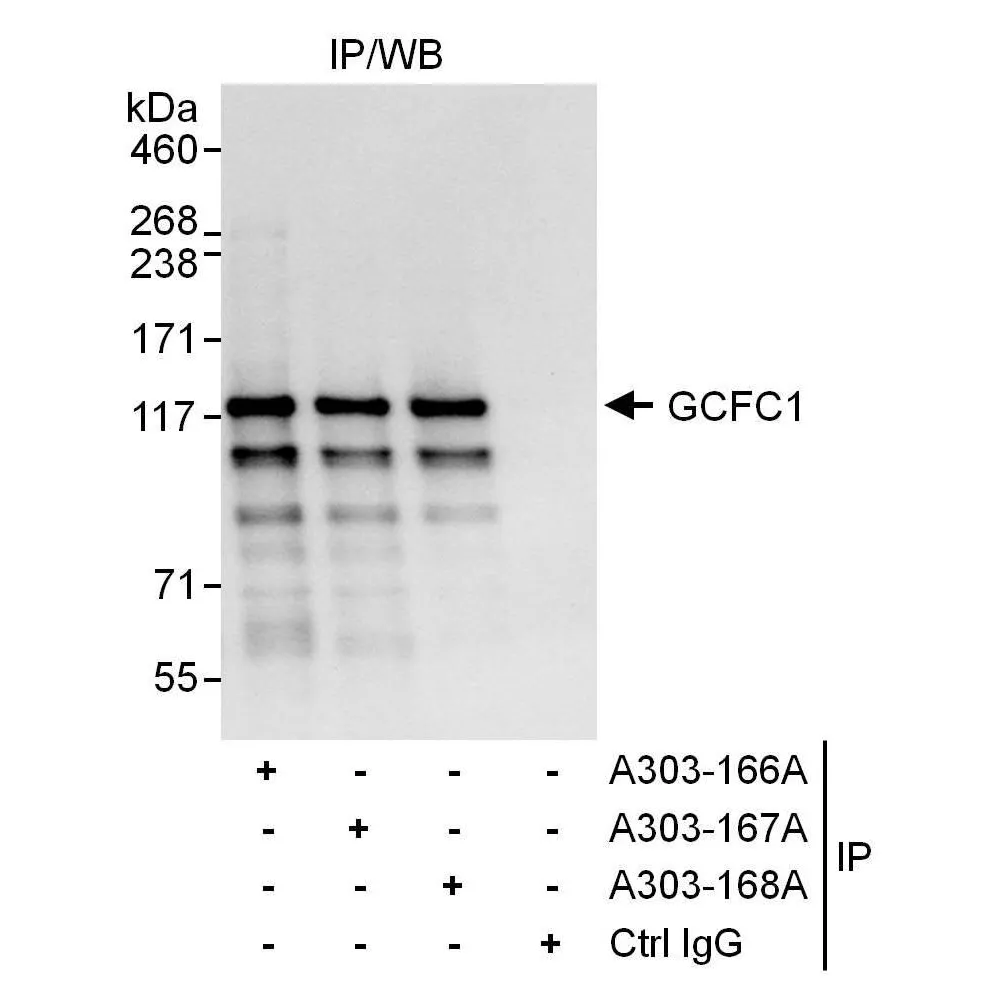 Rabbit anti-GCFC1 Antibody, Affinity Purified