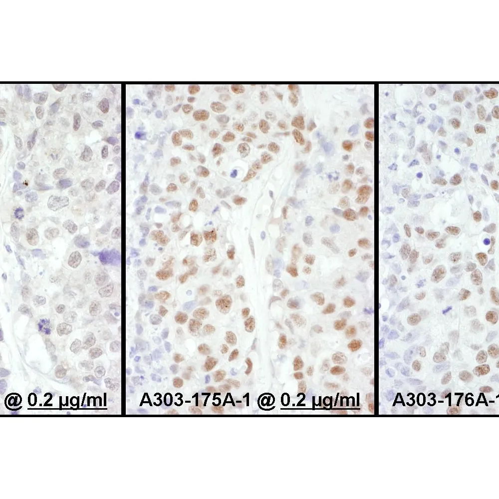 Rabbit anti-HSF1 Antibody, Affinity Purified