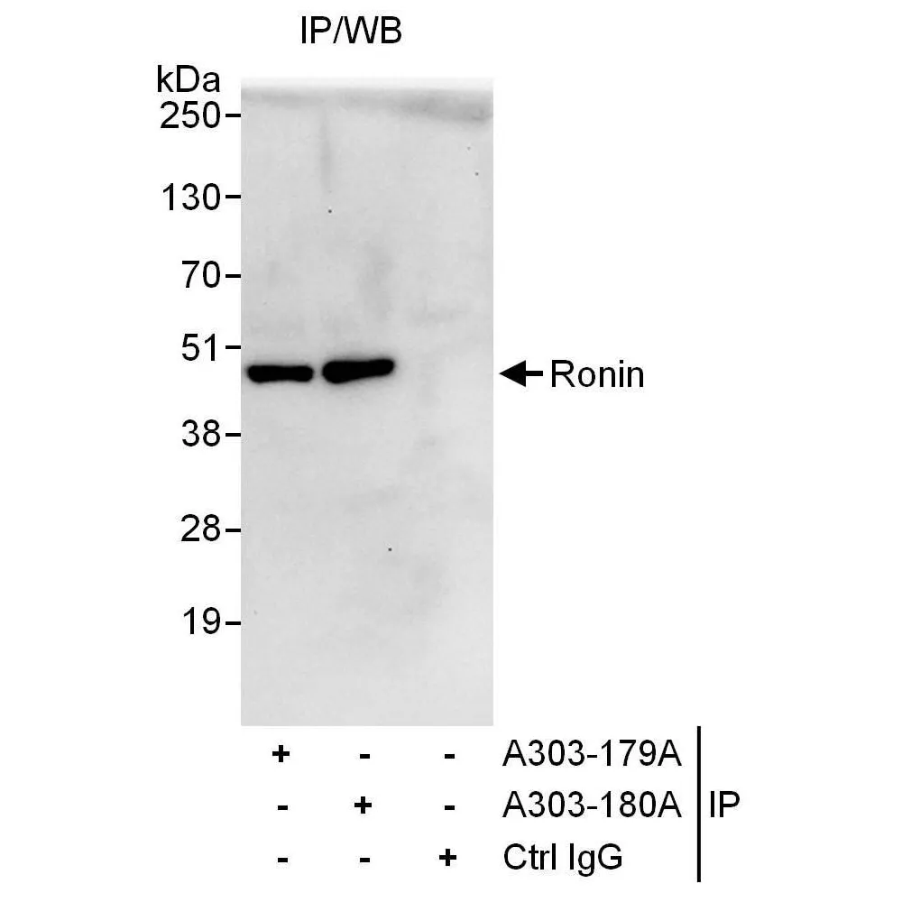 Rabbit anti-Ronin Antibody, Affinity Purified