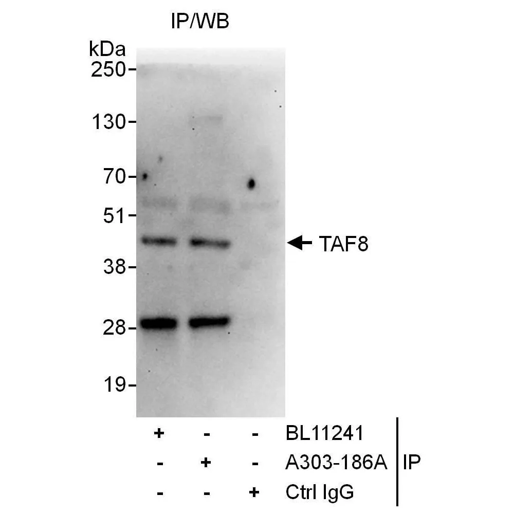Rabbit anti-TAF8 Antibody, Affinity Purified
