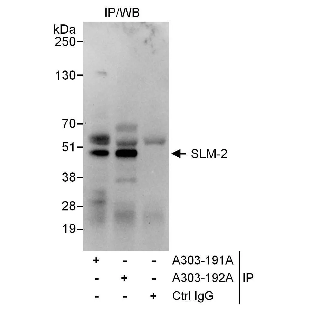Rabbit anti-SLM-2 Antibody, Affinity Purified
