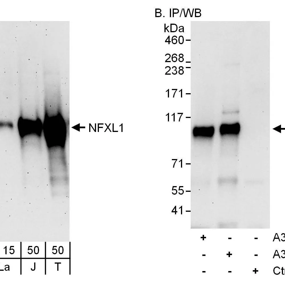 Rabbit anti-NFXL1 Antibody, Affinity Purified