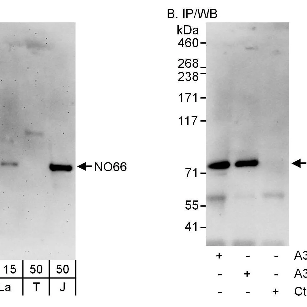 Rabbit anti-NO66 Antibody, Affinity Purified