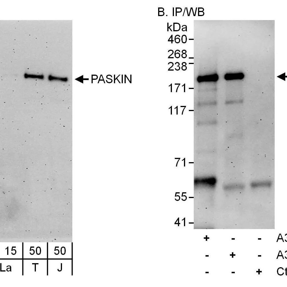 Rabbit anti-PASKIN Antibody, Affinity Purified