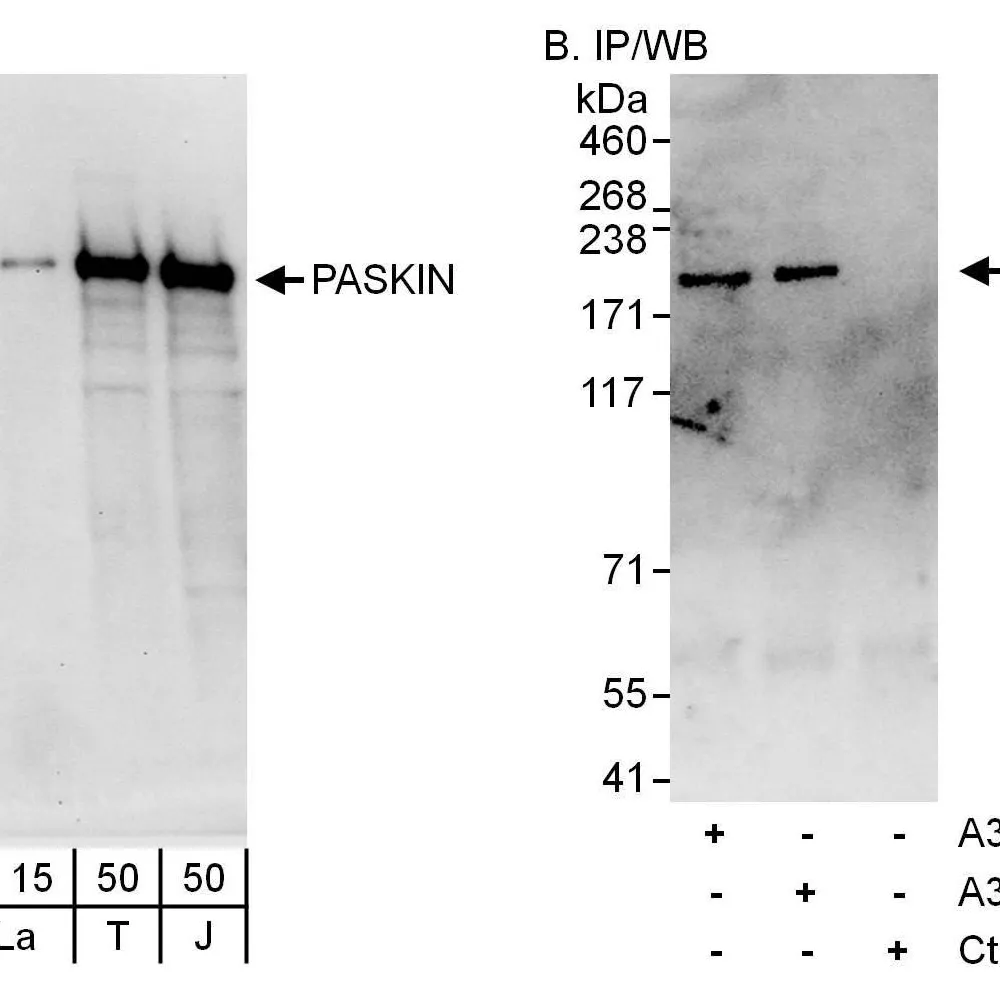 Rabbit anti-PASKIN Antibody, Affinity Purified