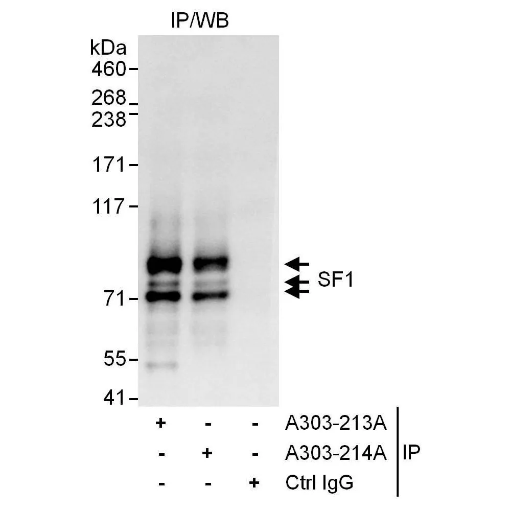 Rabbit anti-SF1 Antibody, Affinity Purified