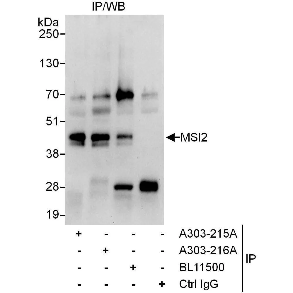 Rabbit anti-MSI2 Antibody, Affinity Purified