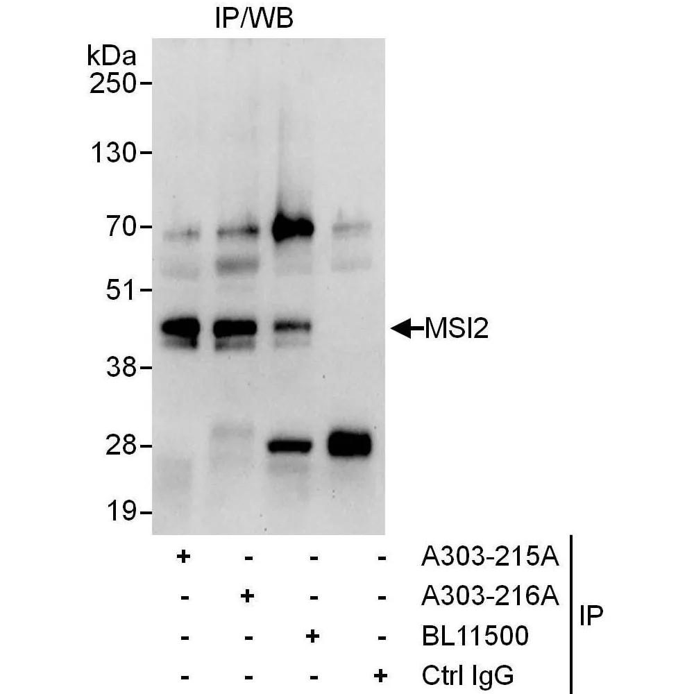 Rabbit anti-MSI2 Antibody, Affinity Purified