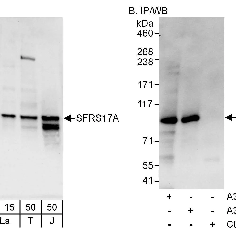 Rabbit anti-SFRS17A Antibody, Affinity Purified