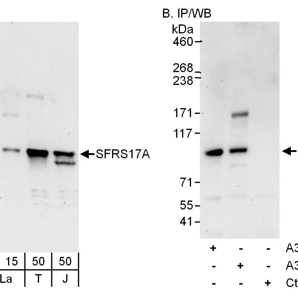 Rabbit anti-SFRS17A Antibody, Affinity Purified