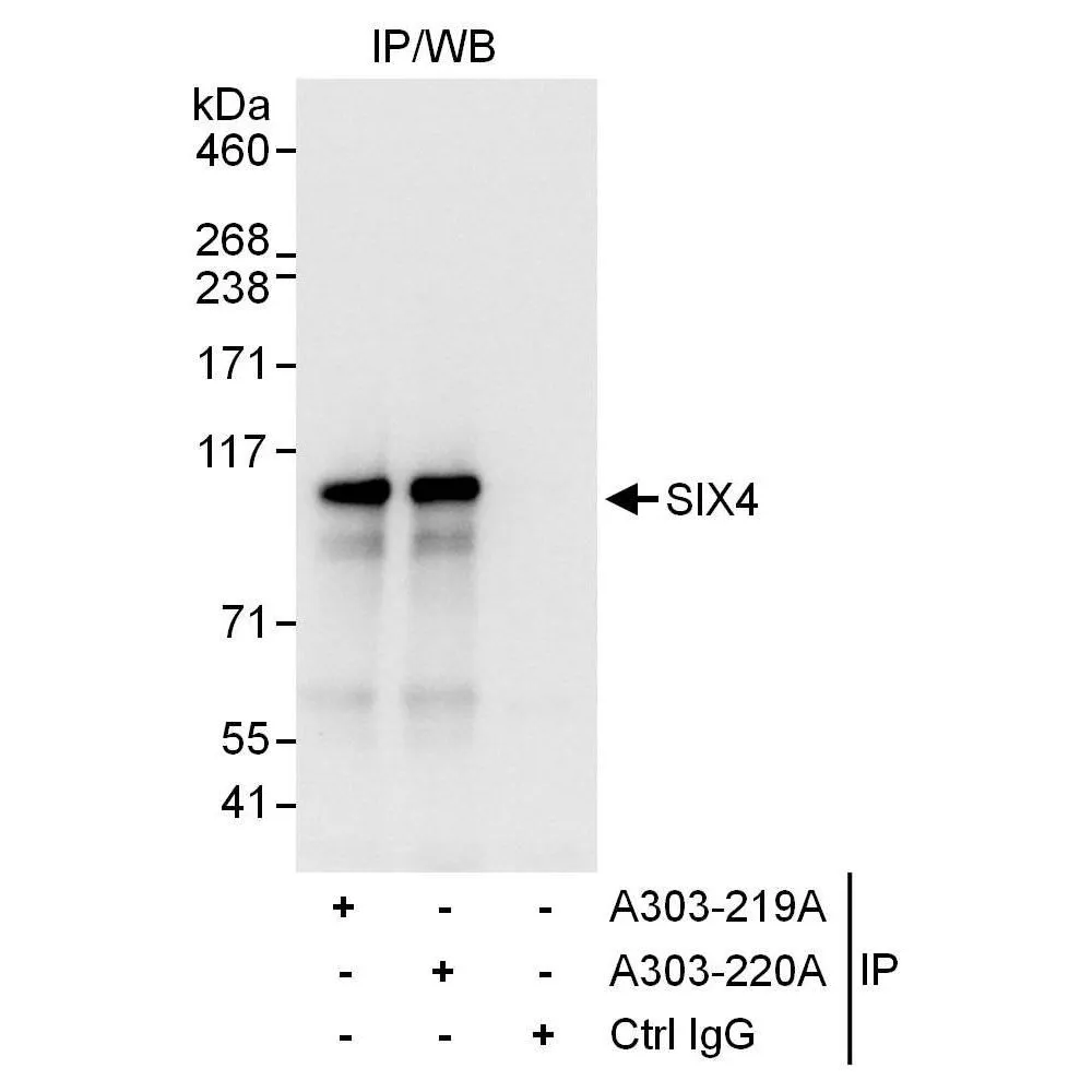 Rabbit anti-SIX4 Antibody, Affinity Purified