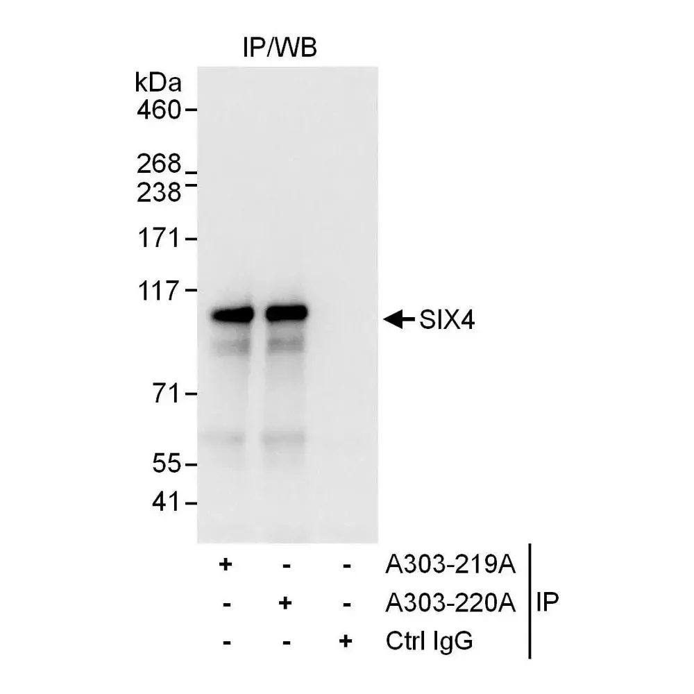 Rabbit anti-SIX4 Antibody, Affinity Purified