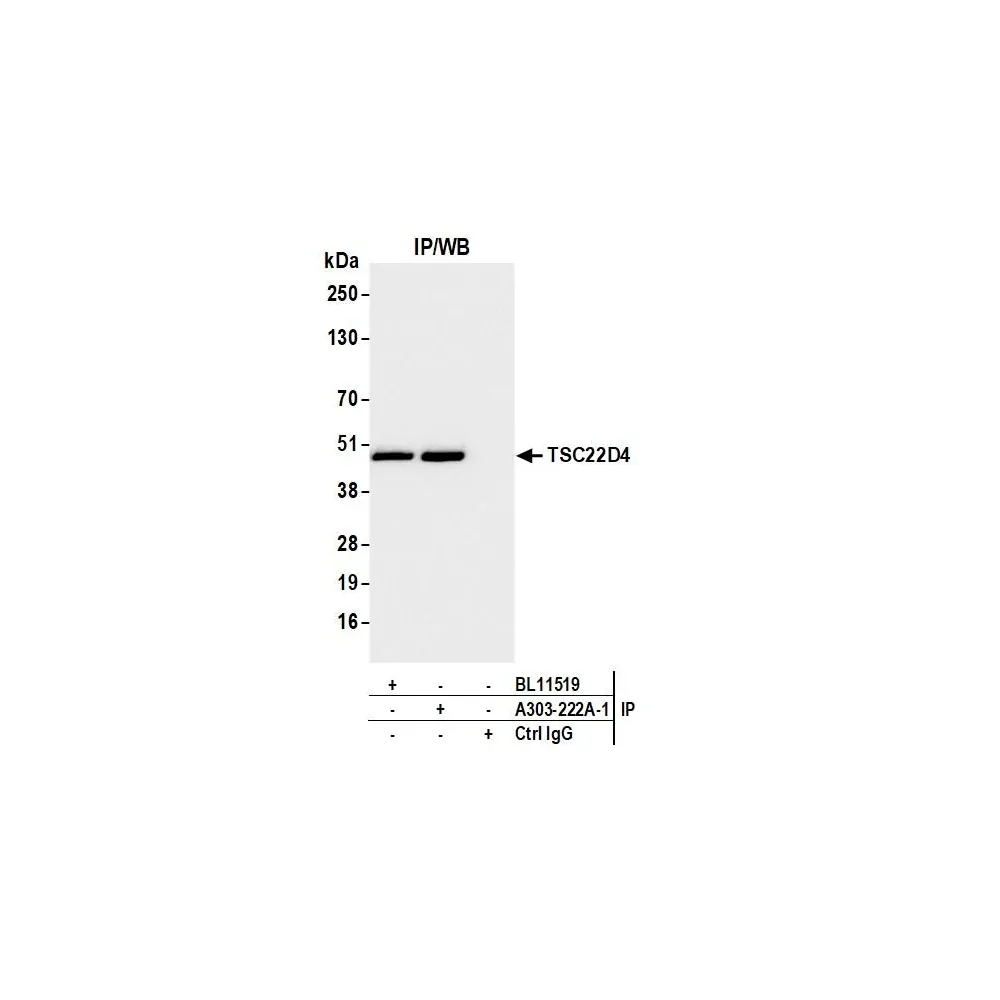 Rabbit anti-TSC22D4 Antibody, Affinity Purified