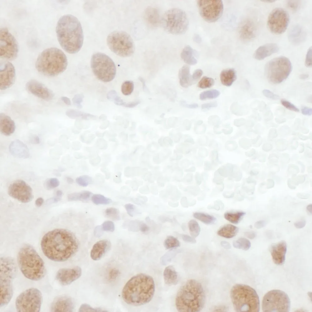 Rabbit anti-TDP43 Antibody, Affinity Purified