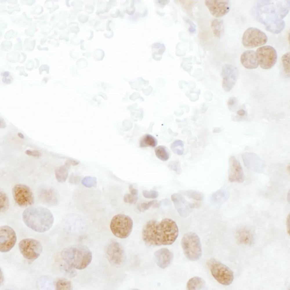 Rabbit anti-TDP43 Antibody, Affinity Purified