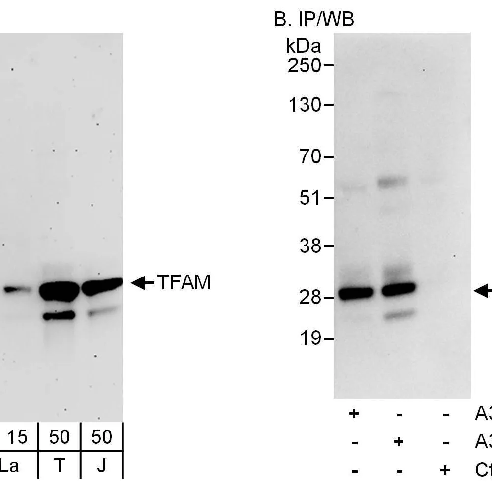 Rabbit anti-TFAM Antibody, Affinity Purified