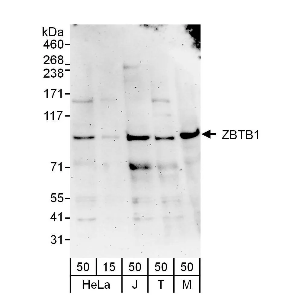 Rabbit anti-ZBTB1 Antibody, Affinity Purified