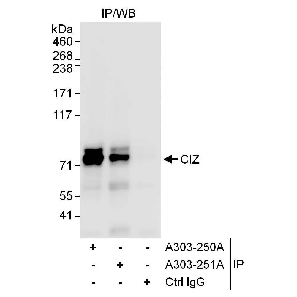 Rabbit anti-CIZ Antibody, Affinity Purified
