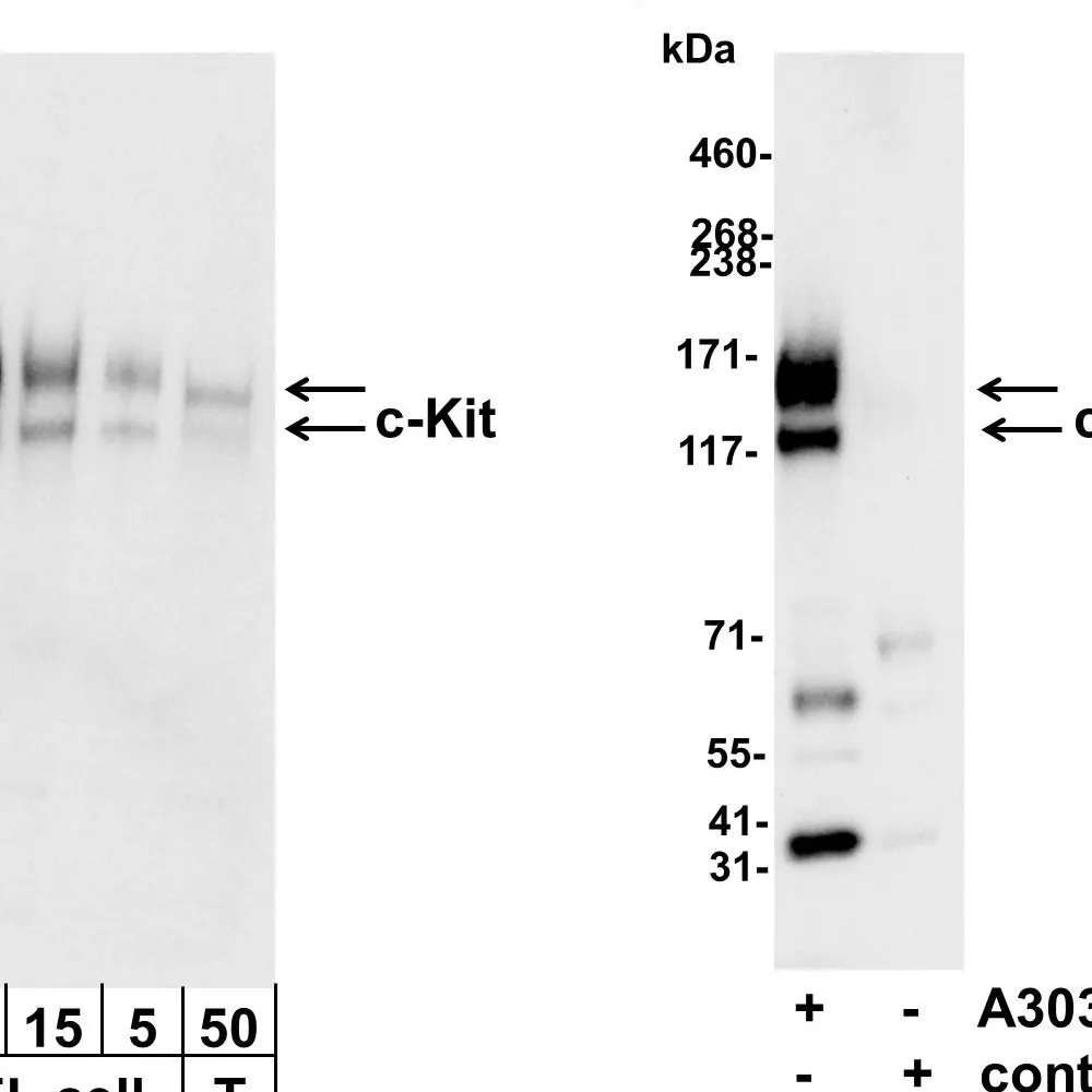 Rabbit anti-c-Kit Antibody, Affinity Purified