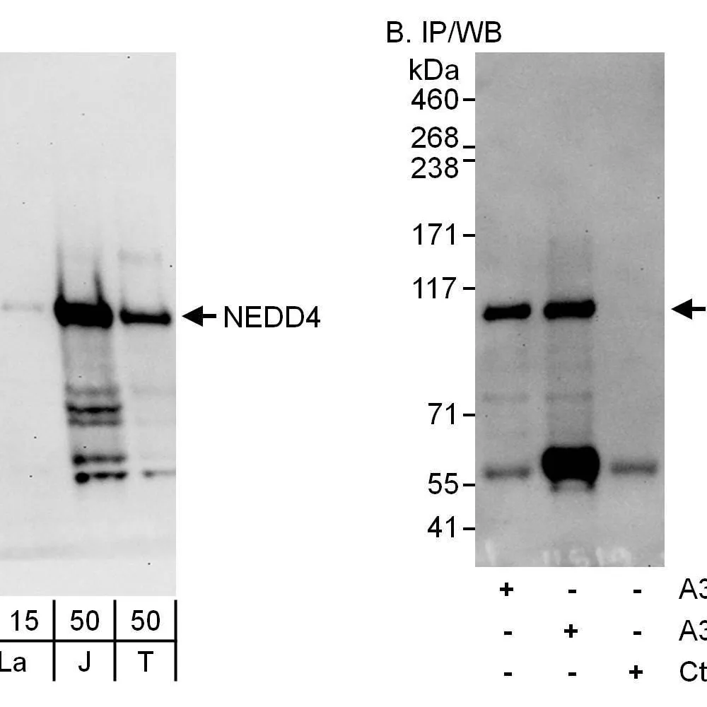 Rabbit anti-NEDD4 Antibody, Affinity Purified